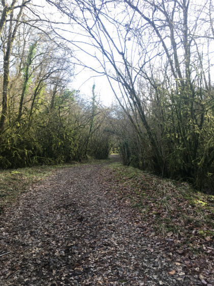 Forêt mousseuse