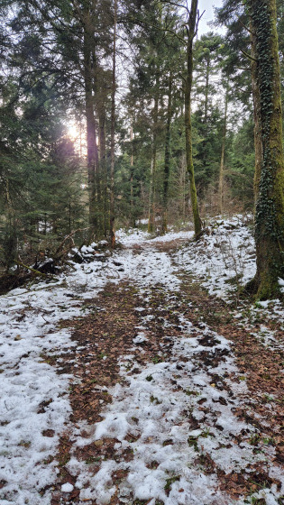 Forêt partiellement enneigé