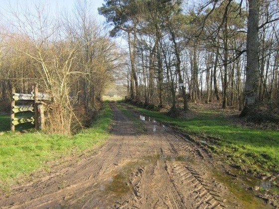Forêt, prés, chemin...
