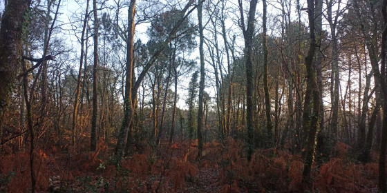 forêt près de Vigneau