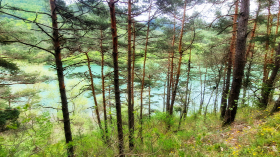 Forêt près du lac