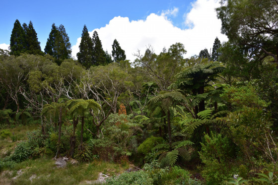 Forêt primaire de Bélouve