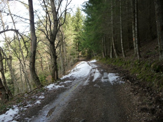 Forêt Rouvey