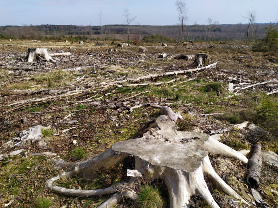 For&ecirc;t sinistr&eacute;e