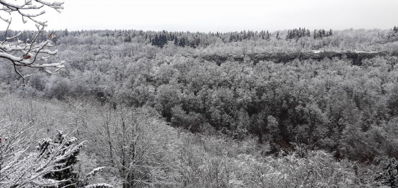 For&ecirc;t sur le vallon