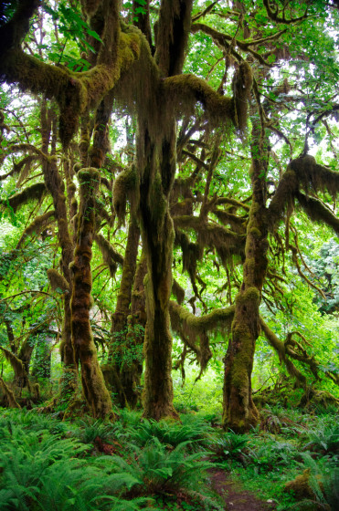 For&ecirc;t temp&eacute;r&eacute;e humide