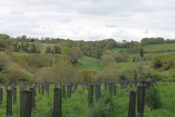 For&ecirc;t urbaine