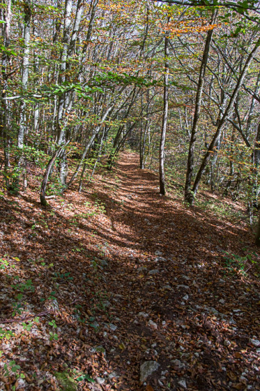 Forêt