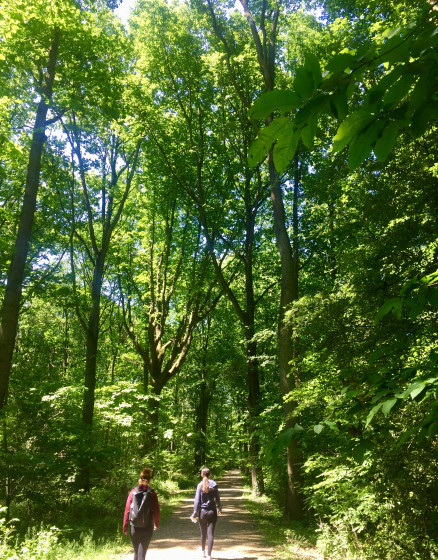 Forêt