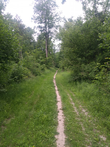 for&ecirc;t