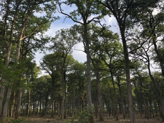 Forêt