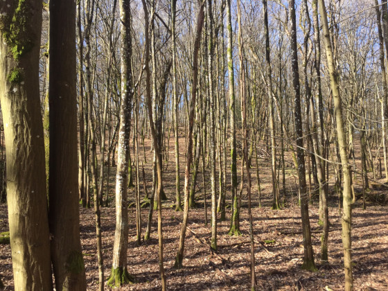 Forêt
