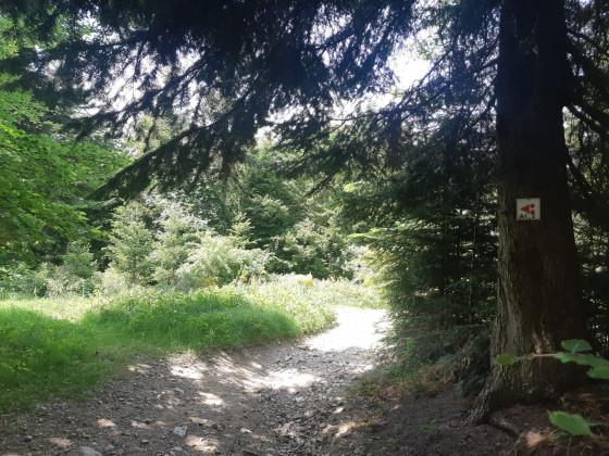 forêt