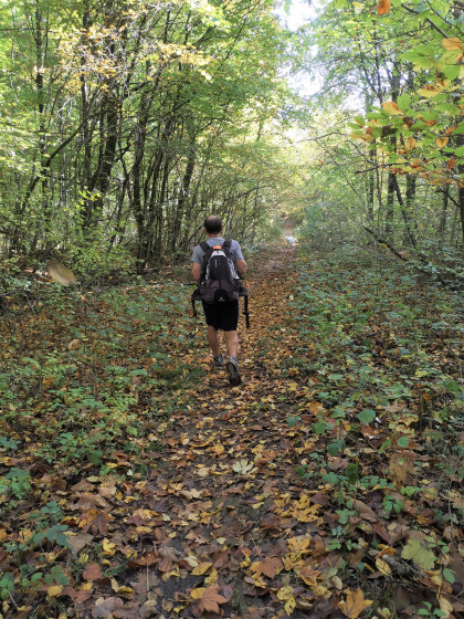 Forêt