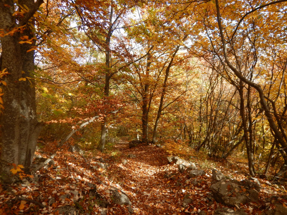 Forêt