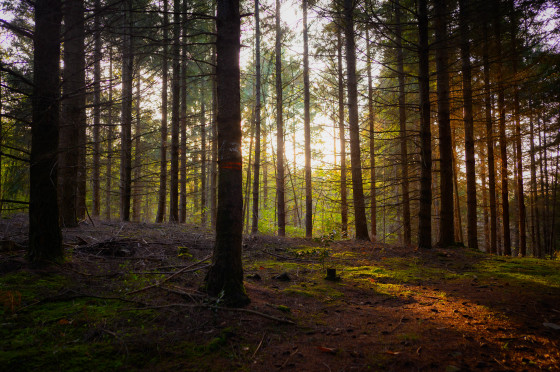 Forêt