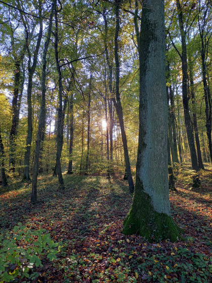 Foret