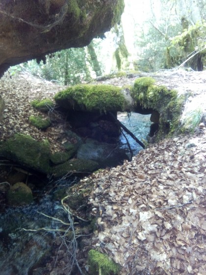Forêt
