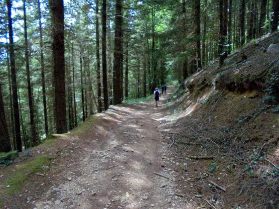 Forêt