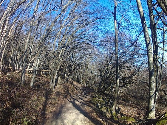 Forêt