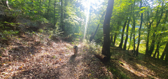 Forêt