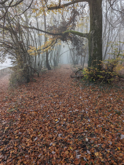 Forêt