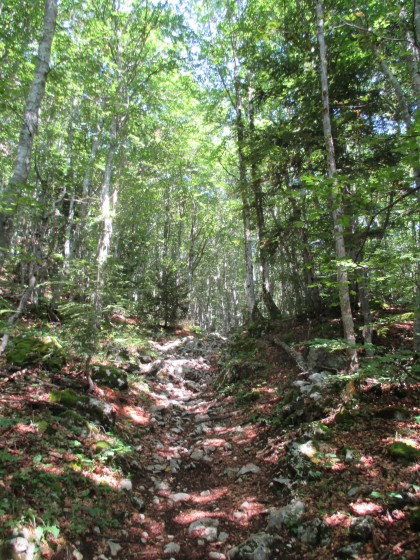 Forêt