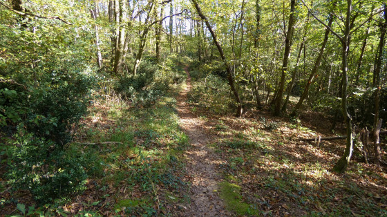 Forêt