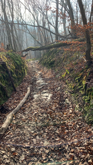 Foret