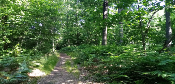 For&ecirc;t