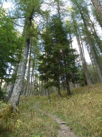 Forêt