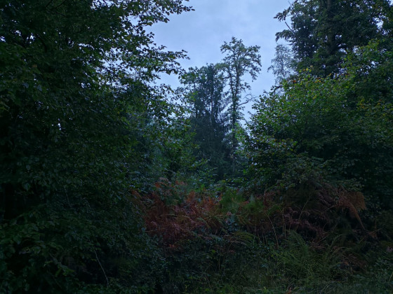 Forêt
