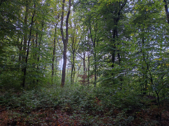 Forêt