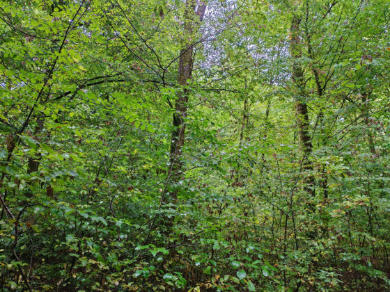 Forêt