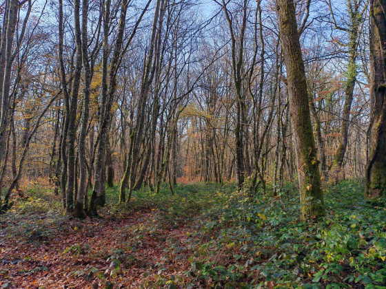 Forêt