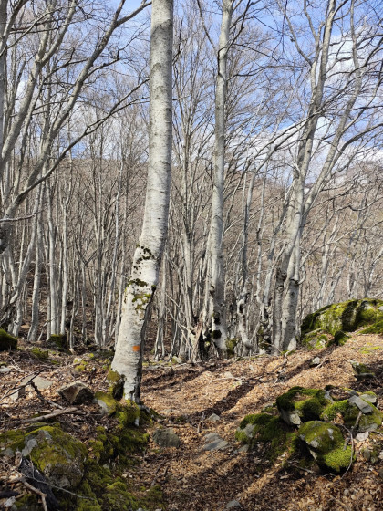 Forêt