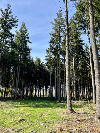 Forêt