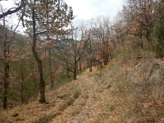 Forêt