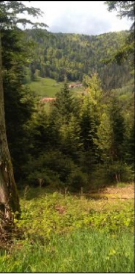 For&ecirc;ts de la Milandre et de la Consentrie