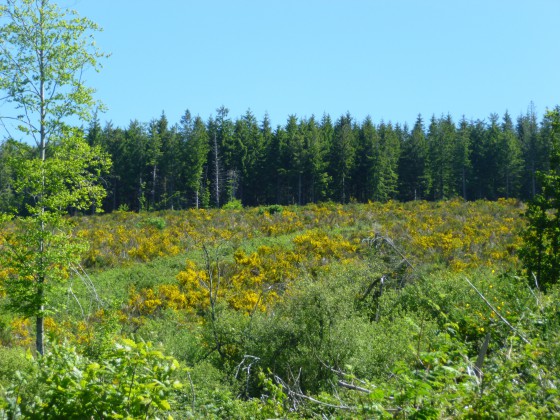 Forêts et genêts