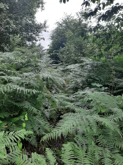 Fougères sur le sentier