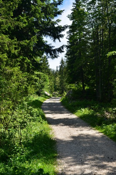 Fraicheur de la forêt