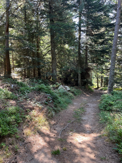Fraîcheur des bois