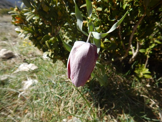 Fritillaire