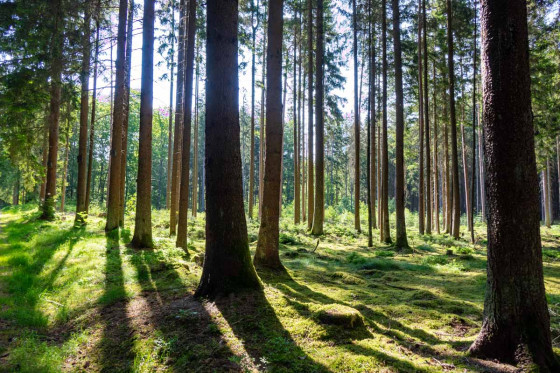Tôt le matin dans la forêt