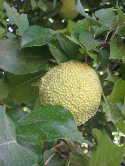 fruit de l'oranger des osages
