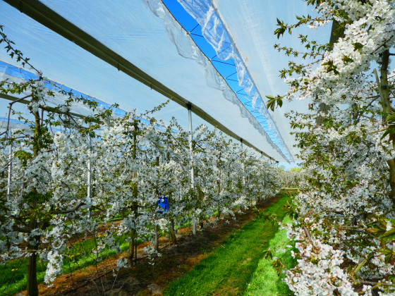 Fruitiers en pleine floraison