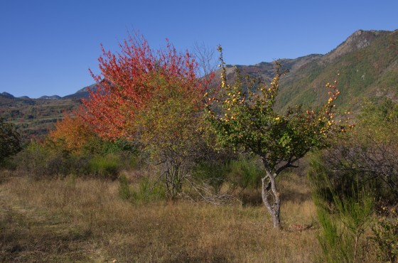 Fruits d\'automne