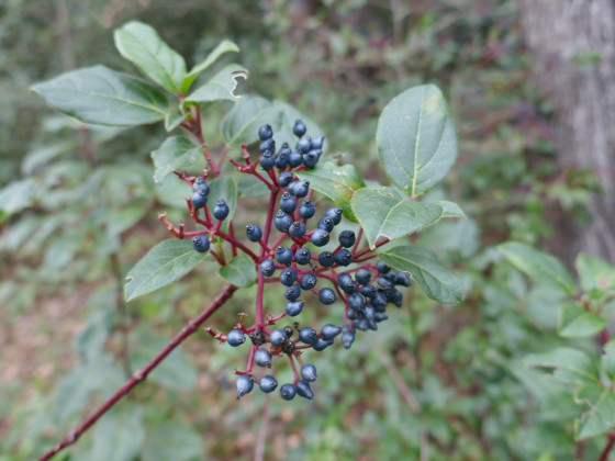 Fruits du Laurier Tin