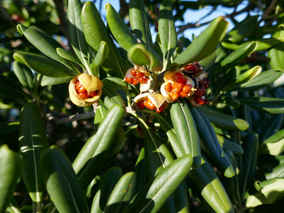 Fruits du Pittosporum